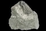 Crinoid (Scytalocrinus) Fossil - Crawfordsville, Indiana #130173-1